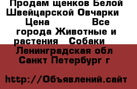 Продам щенков Белой Швейцарской Овчарки  › Цена ­ 20 000 - Все города Животные и растения » Собаки   . Ленинградская обл.,Санкт-Петербург г.